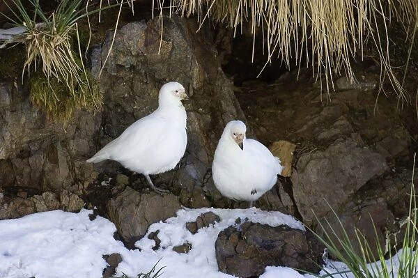 Pale-faced (Snowy) Sheathbill Chionis alba pair at prospective nest site South Georgia