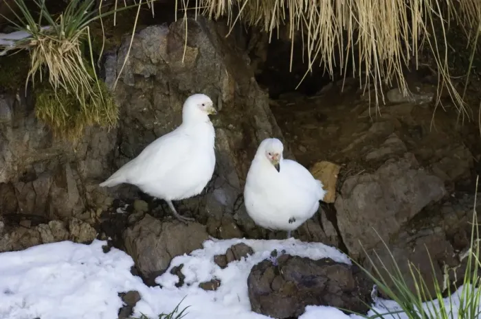 Framed Print : Pale-faced (Snowy) Sheathbill Chionis alba pair at prospective nest site South Georgia
