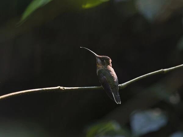 Pale-tailed Barb-throat Threnetes leucurus Tambopata Peruvian Amazon