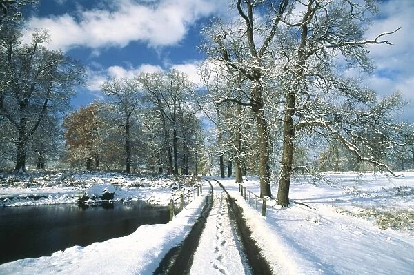 Parkland in winter (Knole Park, Secenoaks, Kent)