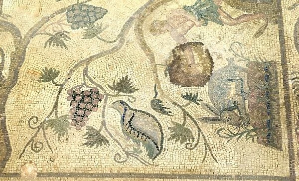 Partridge - Chukar mosaic Paphos in Cyprus, one of the strongholds of the Ptolemaic kings