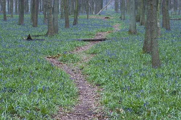 Path through Bluebell wood Bucks UK April