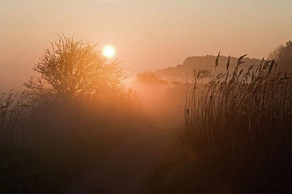 Path on edge of reedbed on Cley NWT Reserve at dawn April Norfolk