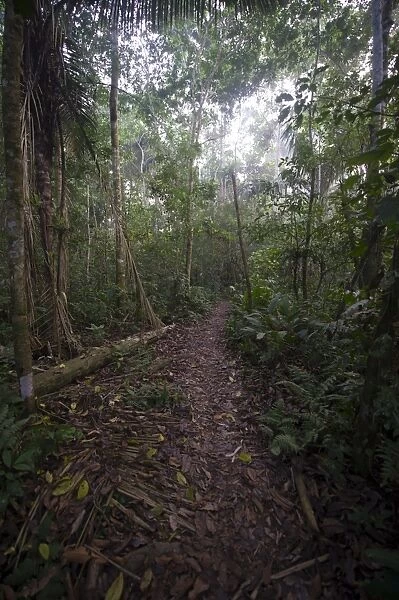 Path through tropical lowland rainforest at Tambopata Reasearch Centre Peruvian Amazon