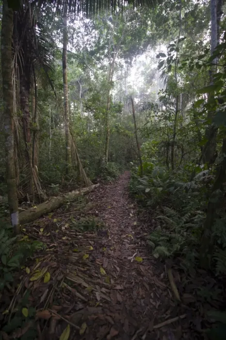 Framed Print : Path through tropical lowland rainforest at Tambopata Reasearch Centre Peruvian Amazon