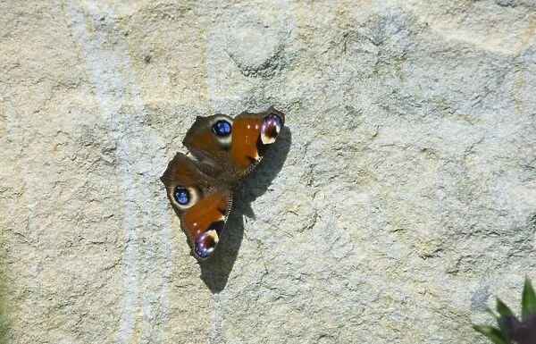 Peacock Butterfly Inachis io sunning on garden wall UK spring
