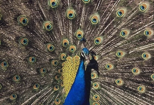 Peacock in display