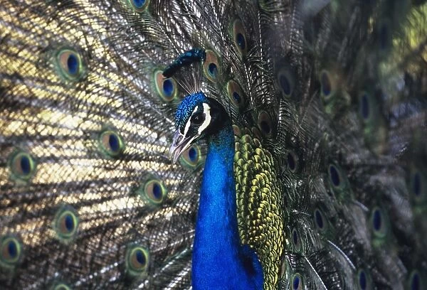 Peacock male in display India
