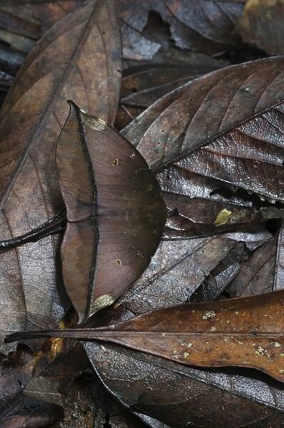 Peacock Moth Automeris sp. Amazon Rainforest Peru