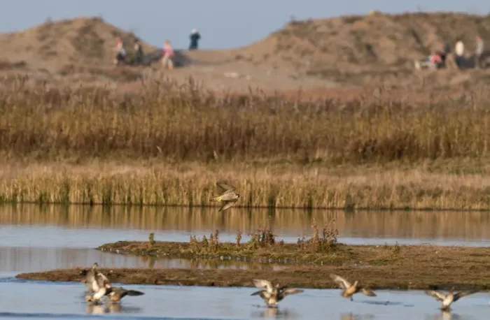 Framed Print : Peregrine Falcon Falco peregrinus chasing Teal over scrape at Cley Norfolk winter