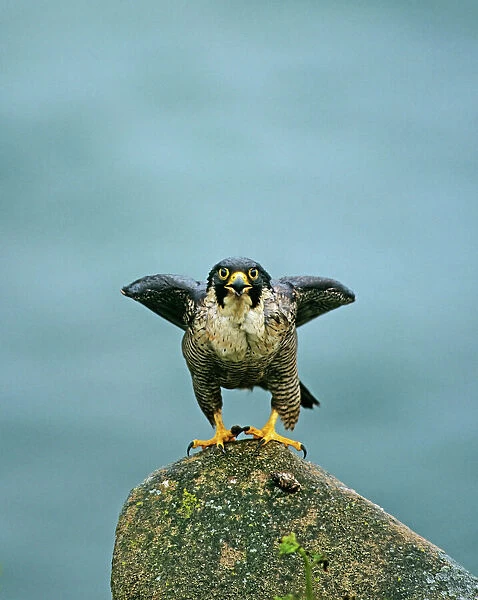 Peregrine Falcon Falco peregrinus female calling to bird perched on photographers hide