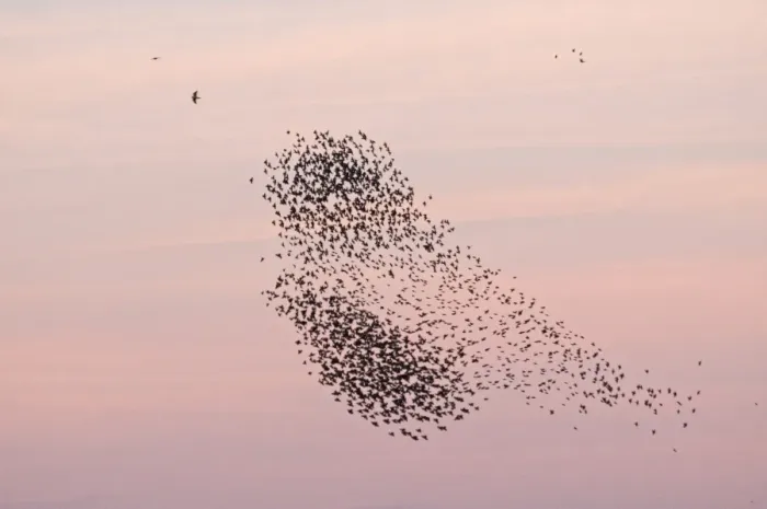 Framed Print : Peregrine Falcon Falco peregrinus hunting Starling Sturnus vulgarus flocks as they Framed Print : Peregrine Falcon Falco peregrinus hunting Starling Sturnus vulgarus flocks as they