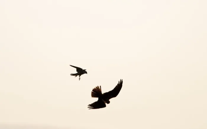 Framed Print : Peregrine Falcon, Falco peregrinus mobbing a Marsh Harrier Cley Norfolk winter Framed Print : Peregrine Falcon, Falco peregrinus mobbing a Marsh Harrier Cley Norfolk winter