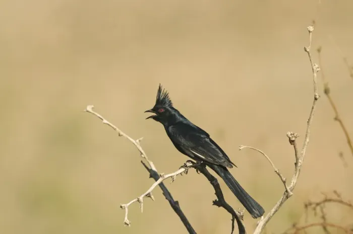 Framed Print : Phainopepla Phainopepla nitens male California USA April Framed Print : Phainopepla Phainopepla nitens male California USA April