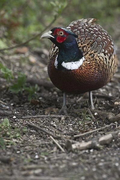 Pheasant male Norfolk winter