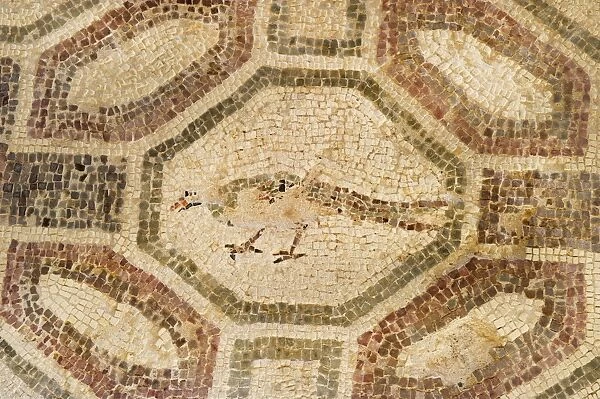 Pheasant? mosaic Paphos in Cyprus, one of the strongholds of the Ptolemaic kings