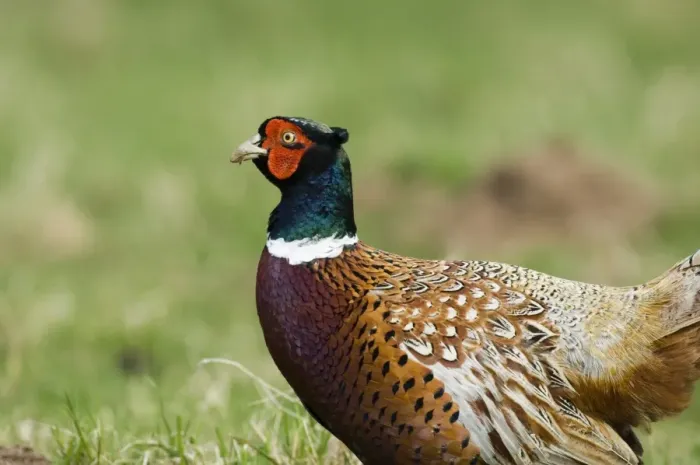 Framed Print : Pheasant Phasianus colchicus male Northumberland spring