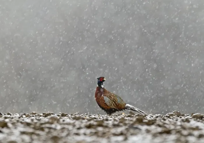 Framed Print : Pheasant Phasianus colchicus male in snow Norfolk winter Framed Print : Pheasant Phasianus colchicus male in snow Norfolk winter