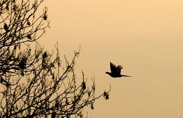 Pheasant Phasianus colchius in flight at dusk Norfolk January