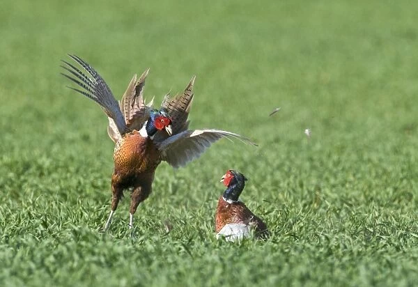 Pheasant Phasianus colchius males fighting Norfolk April