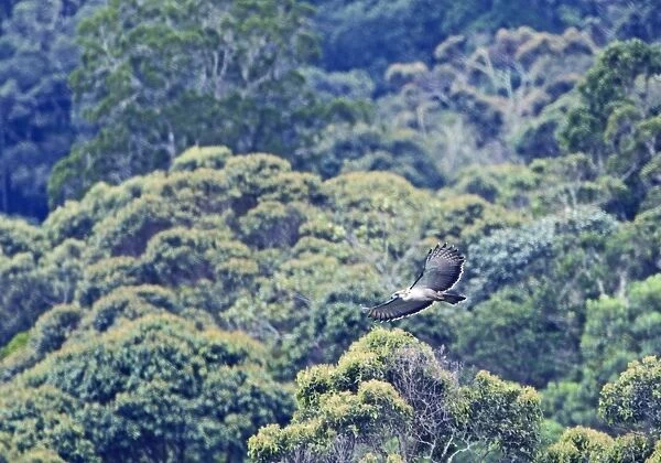 Philippine Eagle Pithecophaga jefferyi over forest on Mt Kitanglad Mindanao