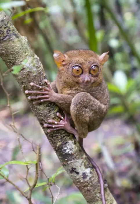 Framed Print : Philippine Tarsier Tarsius syrichta Bohol Philippines Framed Print : Philippine Tarsier Tarsius syrichta Bohol Philippines