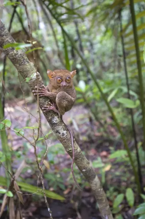 Framed Print : Philippine Tarsier Tarsius syrichta Bohol Philippines