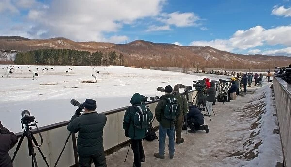 Photographers photographing Red-crowned (Japanese) Cranes at Akan Hokkaido Japan February