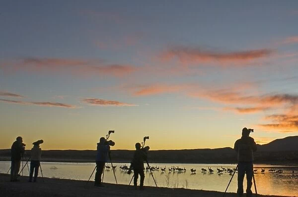 Photographers photographing Sandhill Cranes Grus canadensis at roosting pond Bosque
