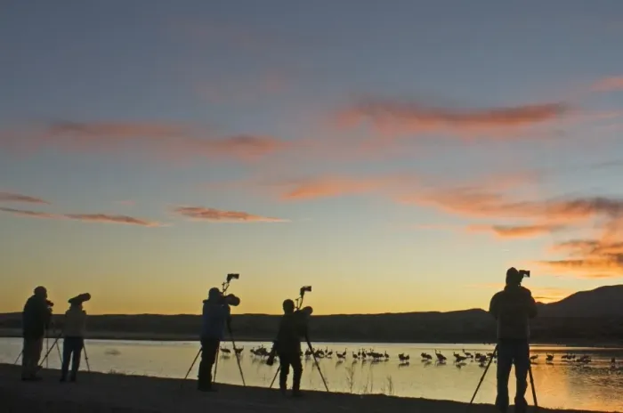 Framed Print : Photographers photographing Sandhill Cranes Grus canadensis at roosting pond Bosque Framed Print : Photographers photographing Sandhill Cranes Grus canadensis at roosting pond Bosque