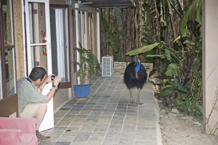 Framed Print : Photographing an inquisitive Southern Cassowary Casaurius casaurius Cassowary House