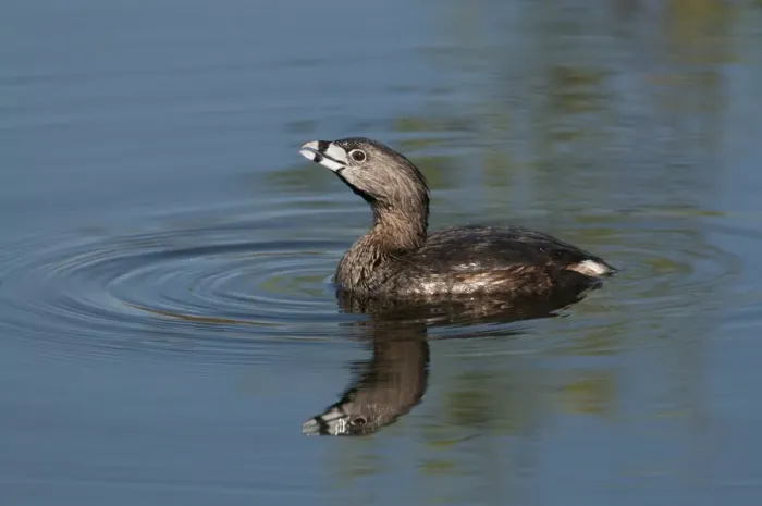 Framed Print : Pied-billed Grebe Podilymbus podiceps Florida Everglades USA Framed Print : Pied-billed Grebe Podilymbus podiceps Florida Everglades USA