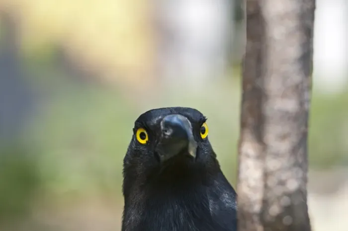 Framed Print : Pied Currawong Strepera graculina Queensland Australia
