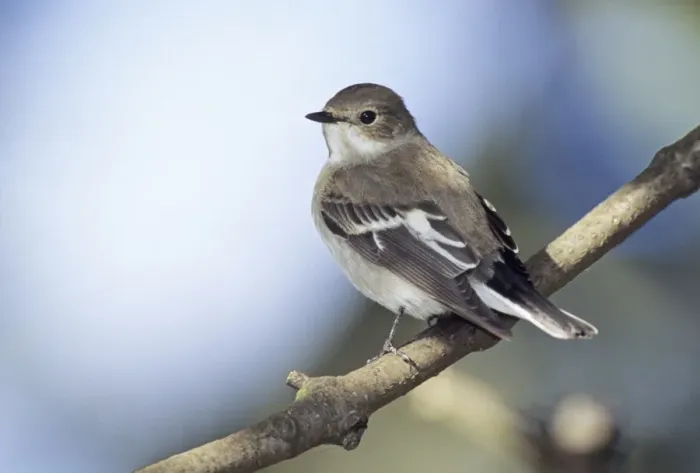 Framed Print : Pied Flycatcher Ficedula hypoleuca autumn migrant Northumberland October