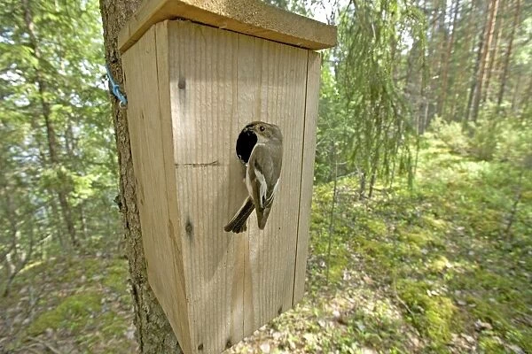 Pied Flycatcher at nest box