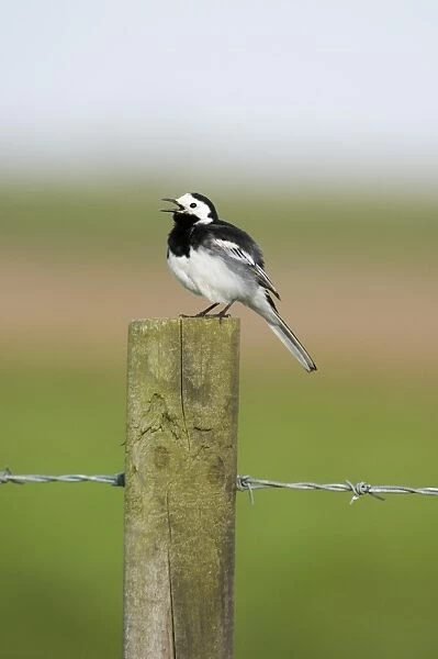 Pied Wagtail Motacilla alba male in song Norfolk spring