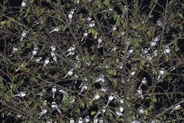 Pied Wagtails Motacilla alba roosting in tree in shopping centre Kent December