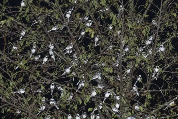 Framed Print : Pied Wagtails Motacilla alba roosting in tree in shopping centre Kent December