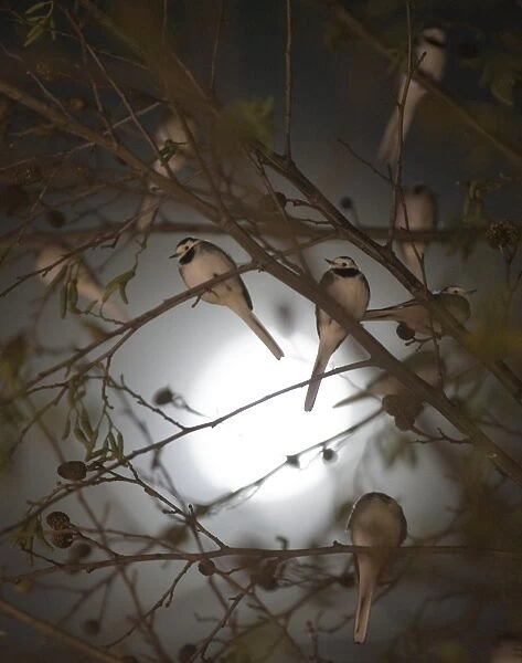 Pied Wagtails Motacilla alba silhouetted against the moon roosting in tree in shopping