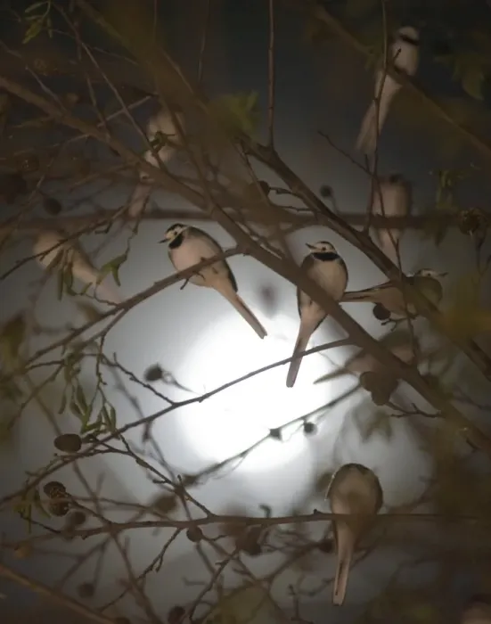 Framed Print : Pied Wagtails Motacilla alba silhouetted against the moon roosting in tree in shopping Framed Print : Pied Wagtails Motacilla alba silhouetted against the moon roosting in tree in shopping
