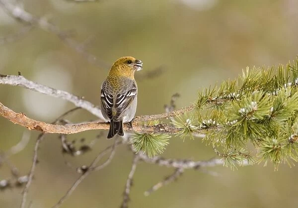 Pine Grosbeak Pinicola enucleator female or 1st w male in forest Finnish Lapland March