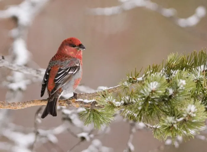 Framed Print : Pine Grosbeak Pinicola enucleator male in forest Finnish Lapland March Framed Print : Pine Grosbeak Pinicola enucleator male in forest Finnish Lapland March