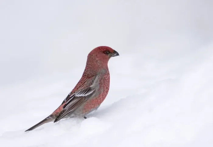 Framed Print : Pine Grosbeak Pinicola enucleator male in snow Northern Finland March