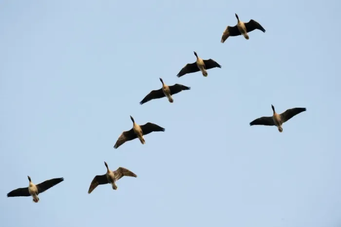 Framed Print : Pink-footed Geese Anser brachrynchus Holkham Norfolk winter
