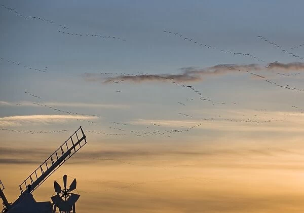 Pink footed Geese Anser brachyrhynchos skeins flying to roost at dusk over windmill