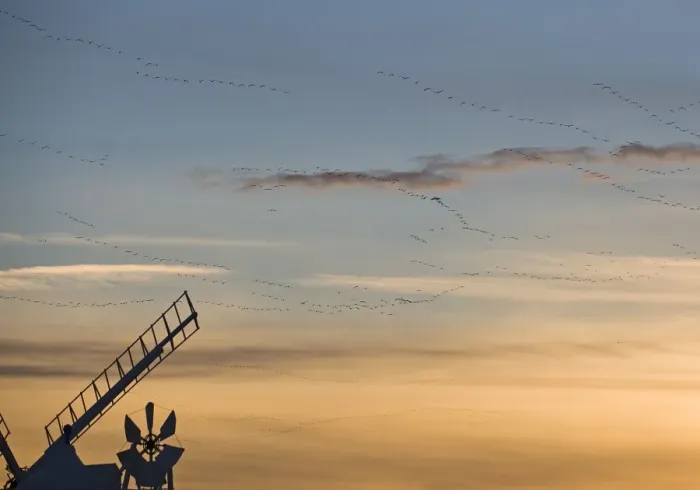Framed Print : Pink footed Geese Anser brachyrhynchos skeins flying to roost at dusk over windmill Framed Print : Pink footed Geese Anser brachyrhynchos skeins flying to roost at dusk over windmill