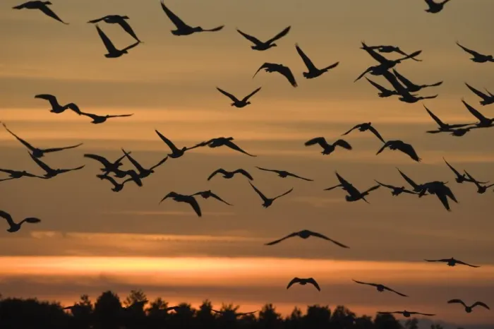 Framed Print : Pink-footed Geese Anser brachyrhynchus at dawn Norfolk