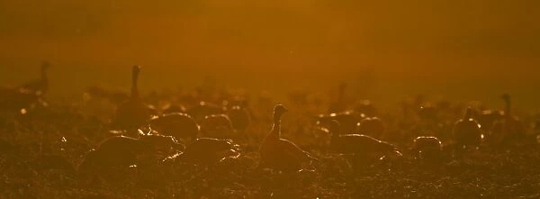 Pink-footed Geese Anser brachyrhynchus at dawn North Norfolk January