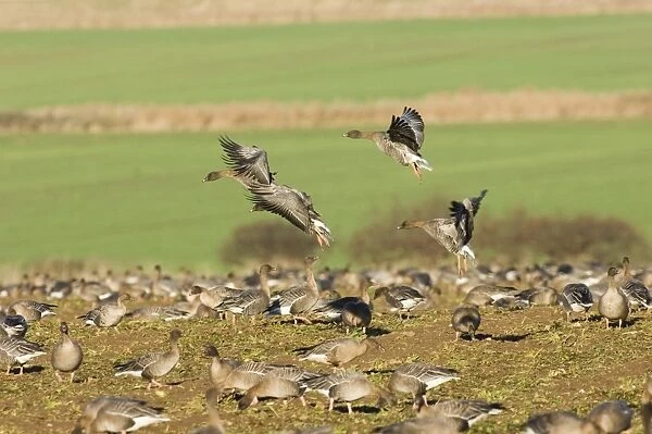 Pink-footed Geese Anser brachyrhynchus on field feeding on sugar beet tops North