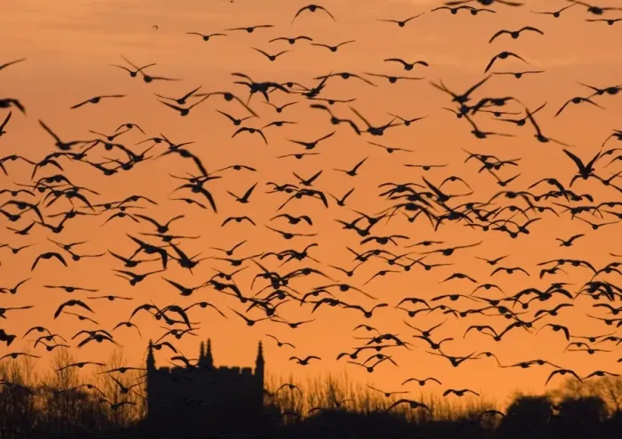 Framed Print : Pink-footed Geese Anser brachyrhynchus flock silhouetted at sunset Holkham North Framed Print : Pink-footed Geese Anser brachyrhynchus flock silhouetted at sunset Holkham North